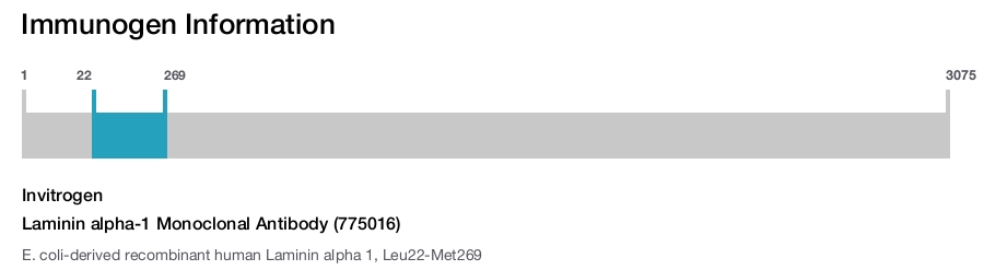 Laminin alpha-1 Monoclonal Antibody (775016)