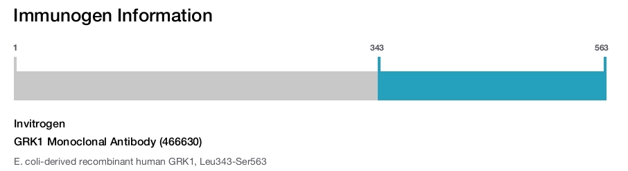 GRK1 Monoclonal Antibody (466630)