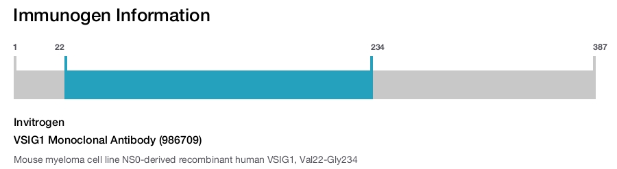 VSIG1 Monoclonal Antibody (986709)