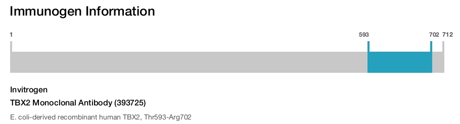 TBX2 Monoclonal Antibody (393725)