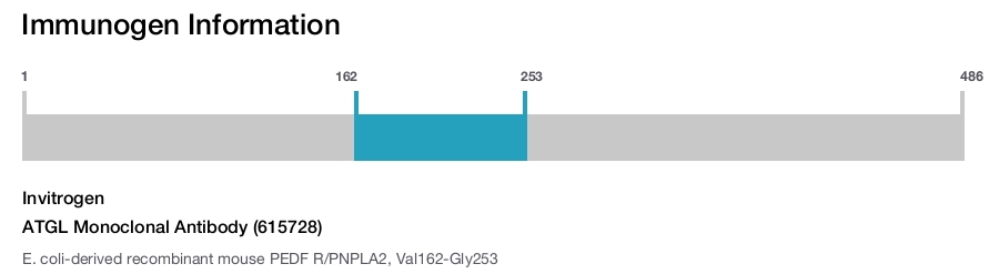 ATGL Monoclonal Antibody (615728)