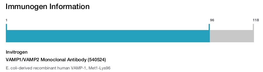 VAMP1/VAMP2 Monoclonal Antibody (540524)