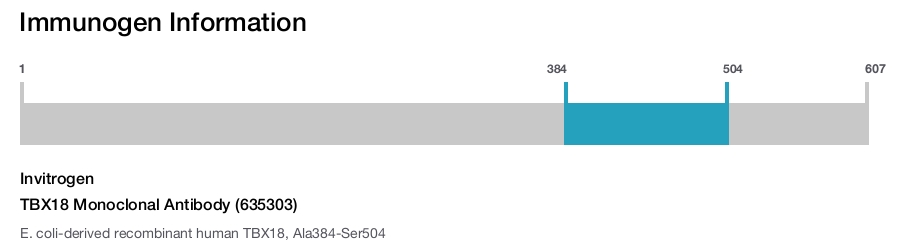 TBX18 Monoclonal Antibody (635303)