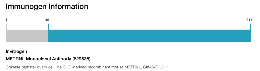 METRNL Monoclonal Antibody (829535)