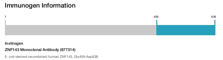 ZNF143 Monoclonal Antibody (677314)