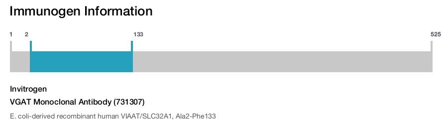 VGAT Monoclonal Antibody (731307)