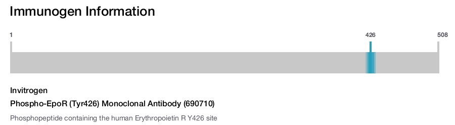 Phospho-EpoR (Tyr426) Monoclonal Antibody (690710)
