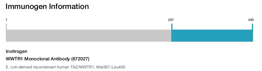 WWTR1 Monoclonal Antibody (672027)