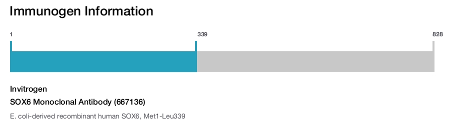 SOX6 Monoclonal Antibody (667136)