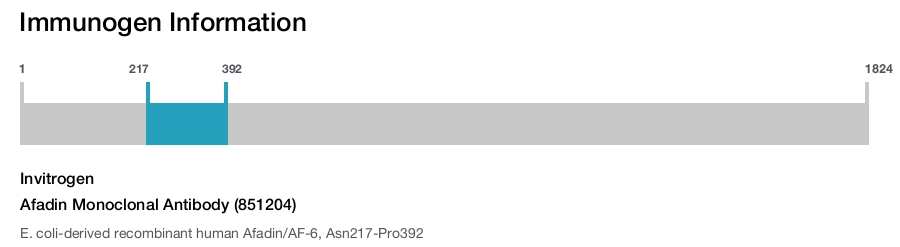 Afadin Monoclonal Antibody (851204)