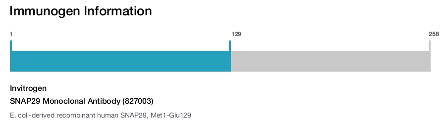 SNAP29 Monoclonal Antibody (827003)