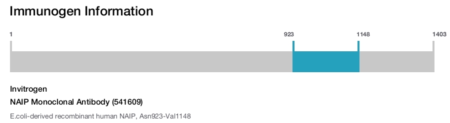 NAIP Monoclonal Antibody (541609)