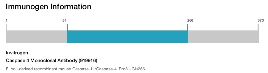 Caspase 4 Monoclonal Antibody (919916)