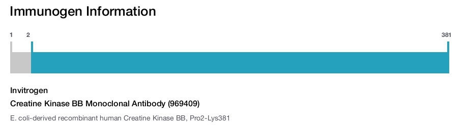Creatine Kinase BB Monoclonal Antibody (969409)