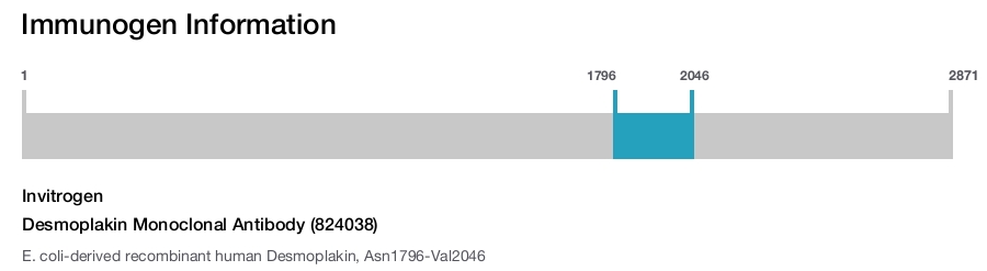 Desmoplakin Monoclonal Antibody (824038)