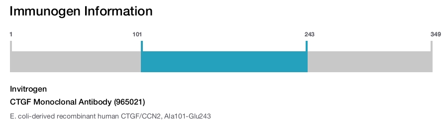 CTGF Monoclonal Antibody (965021)