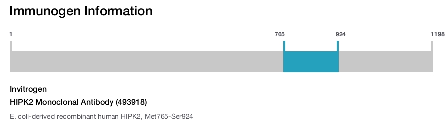 HIPK2 Monoclonal Antibody (493918)
