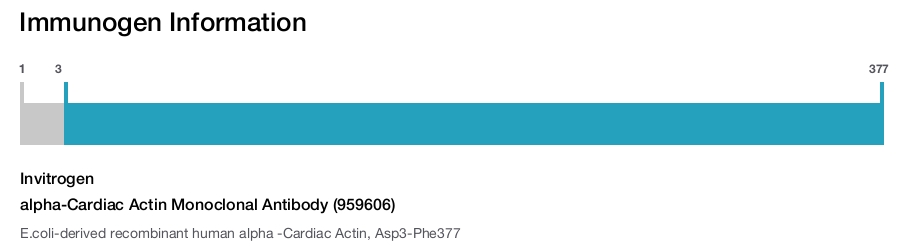 alpha-Cardiac Actin Monoclonal Antibody (959606)