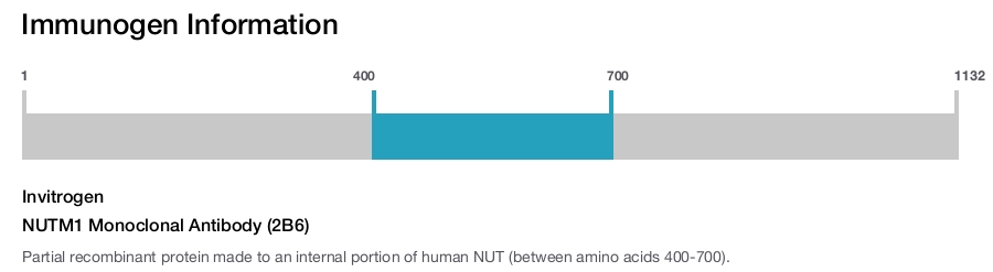 NUTM1 Monoclonal Antibody (2B6)