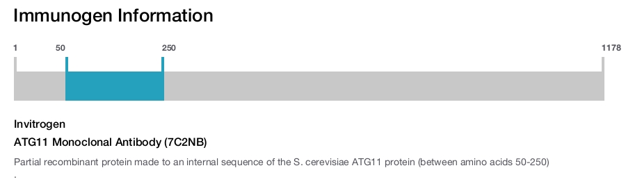 ATG11 Monoclonal Antibody (7C2NB)