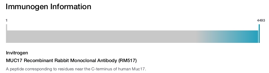 MUC17 Recombinant Rabbit Monoclonal Antibody (RM517)
