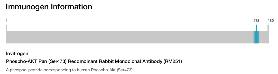 Phospho-AKT Pan (Ser473) Recombinant Rabbit Monoclonal Antibody (RM251)