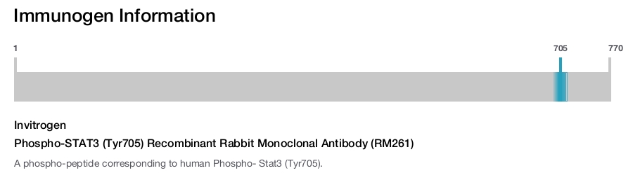 Phospho-STAT3 (Tyr705) Recombinant Rabbit Monoclonal Antibody (RM261)