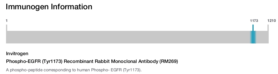 Phospho-EGFR (Tyr1173) Recombinant Rabbit Monoclonal Antibody (RM269)