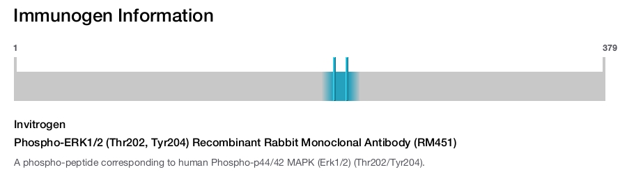 Phospho-ERK1/2 (Thr202, Tyr204) Recombinant Rabbit Monoclonal Antibody (RM451)