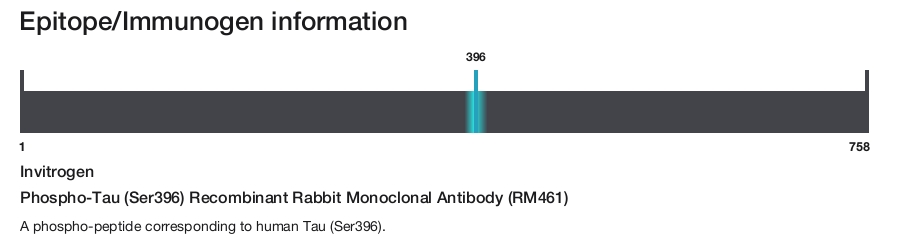 Phospho-Tau (Ser396) Recombinant Rabbit Monoclonal Antibody (RM461)
