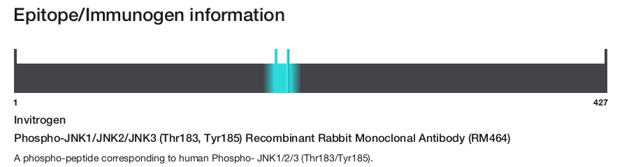 Phospho-JNK1/JNK2/JNK3 (Thr183, Tyr185) Recombinant Rabbit Monoclonal Antibody (RM464)