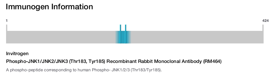 Phospho-JNK1/JNK2/JNK3 (Thr183, Tyr185) Recombinant Rabbit Monoclonal Antibody (RM464)