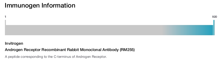 Androgen Receptor Recombinant Rabbit Monoclonal Antibody (RM255)