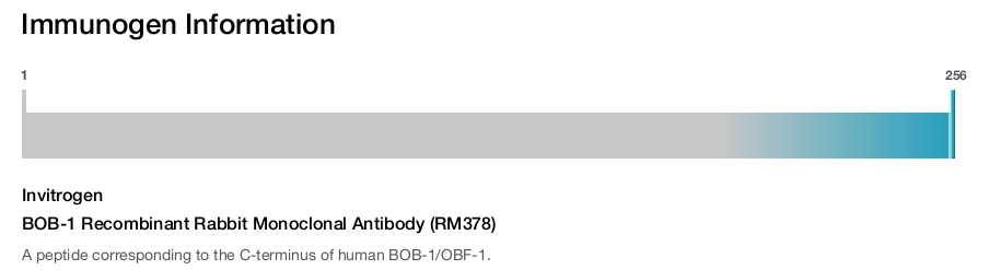 BOB-1 Recombinant Rabbit Monoclonal Antibody (RM378)