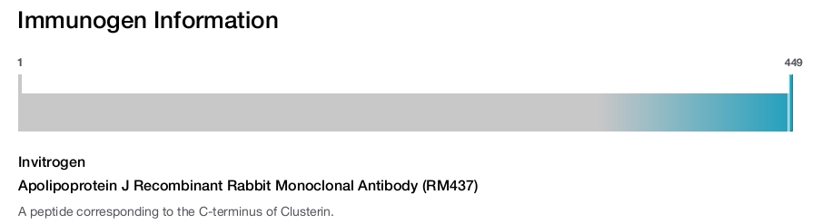 Apolipoprotein J Recombinant Rabbit Monoclonal Antibody (RM437)