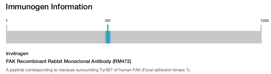 FAK Recombinant Rabbit Monoclonal Antibody (RM472)