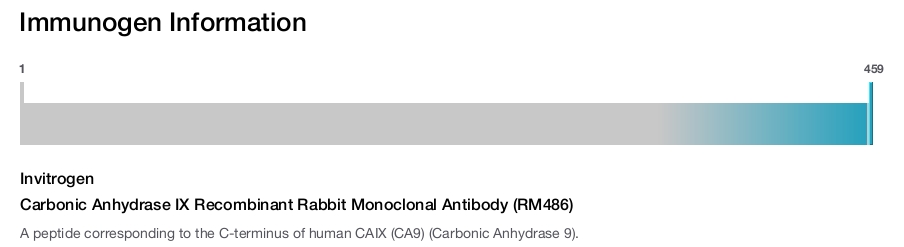 Carbonic Anhydrase IX Recombinant Rabbit Monoclonal Antibody (RM486)