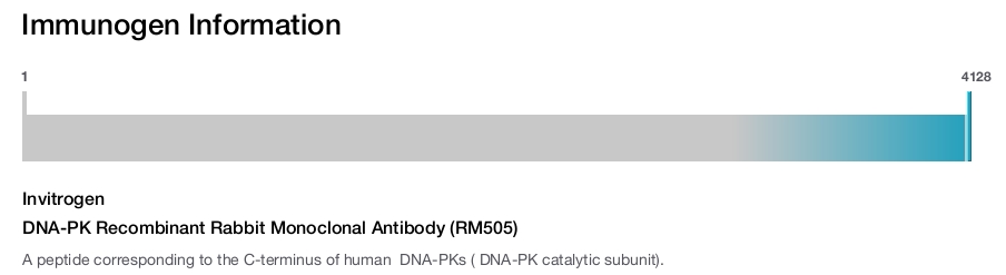 DNA-PK Recombinant Rabbit Monoclonal Antibody (RM505)
