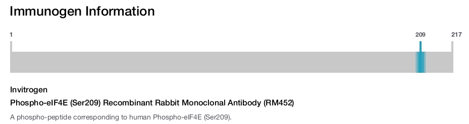 Phospho-eIF4E (Ser209) Recombinant Rabbit Monoclonal Antibody (RM452)