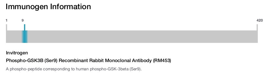 Phospho-GSK3B (Ser9) Recombinant Rabbit Monoclonal Antibody (RM453)