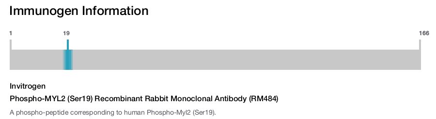 Phospho-MYL2 (Ser19) Recombinant Rabbit Monoclonal Antibody (RM484)