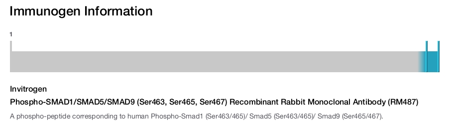 Phospho-SMAD1/SMAD5/SMAD9 (Ser463, Ser465, Ser467) Recombinant Rabbit Monoclonal Antibody (RM487)