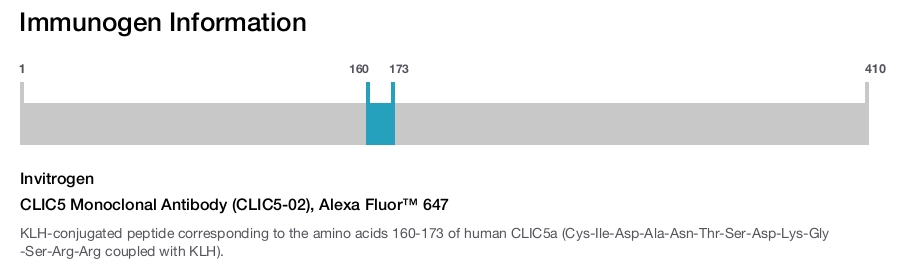 CLIC5 Monoclonal Antibody (CLIC5-02), Alexa Fluor™ 647