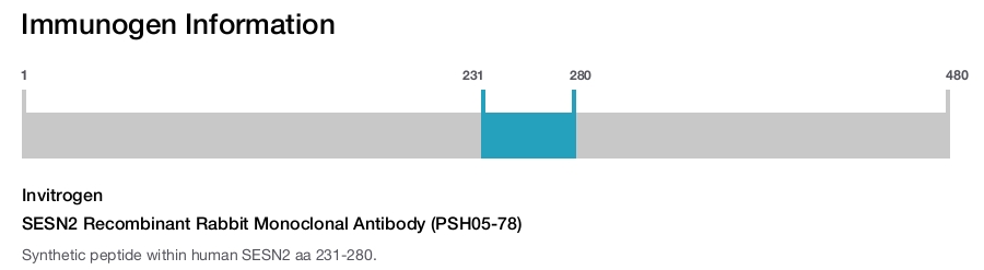 SESN2 Recombinant Rabbit Monoclonal Antibody (PSH05-78)