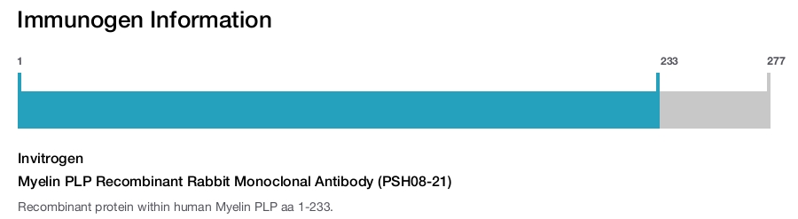Myelin PLP Recombinant Rabbit Monoclonal Antibody (PSH08-21)