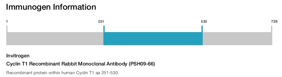 Cyclin T1 Recombinant Rabbit Monoclonal Antibody (PSH09-66)