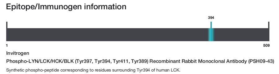 Phospho-LYN/LCK/HCK/BLK (Tyr397, Tyr394, Tyr411, Tyr389) Recombinant Rabbit Monoclonal Antibody (PSH09-43)