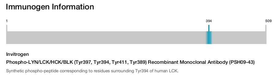 Phospho-LYN/LCK/HCK/BLK (Tyr397, Tyr394, Tyr411, Tyr389) Recombinant Monoclonal Antibody (PSH09-43)