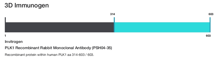 PLK1 Recombinant Rabbit Monoclonal Antibody (PSH04-35)