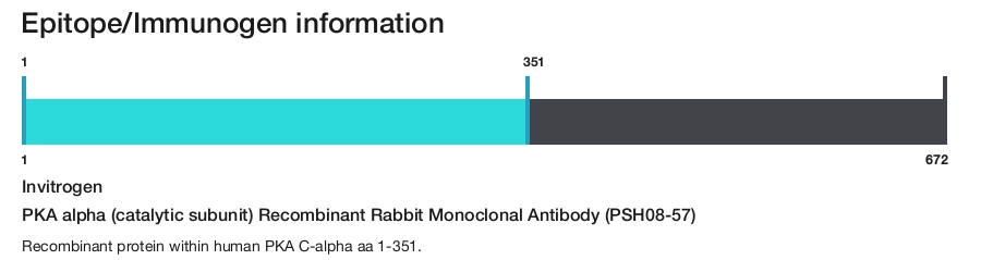 PKA alpha (catalytic subunit) Recombinant Rabbit Monoclonal Antibody (PSH08-57)